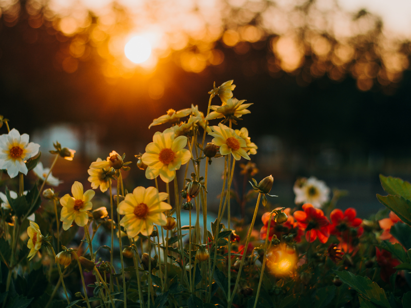 meaning of dreaming about flowers